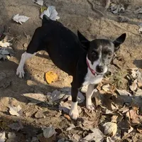 Rich Rat’s Lyric, a female Teddy Roosevelt Terrier for sale in Gadsden, AL – Photo 7 of 7