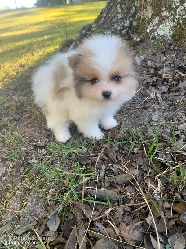 Male 2 – Pomeranian puppy for sale in Gadsden, AL