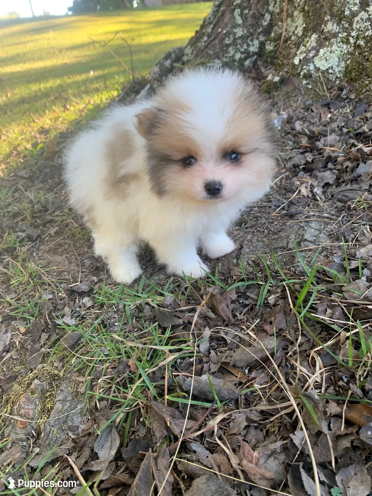 Male 2, a male Pomeranian for sale in Gadsden, AL – 1 of 10