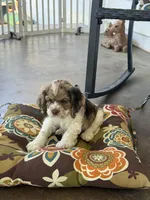 Male 1, a male Cocker Spaniel for sale in Gadsden, AL – 2 of 5