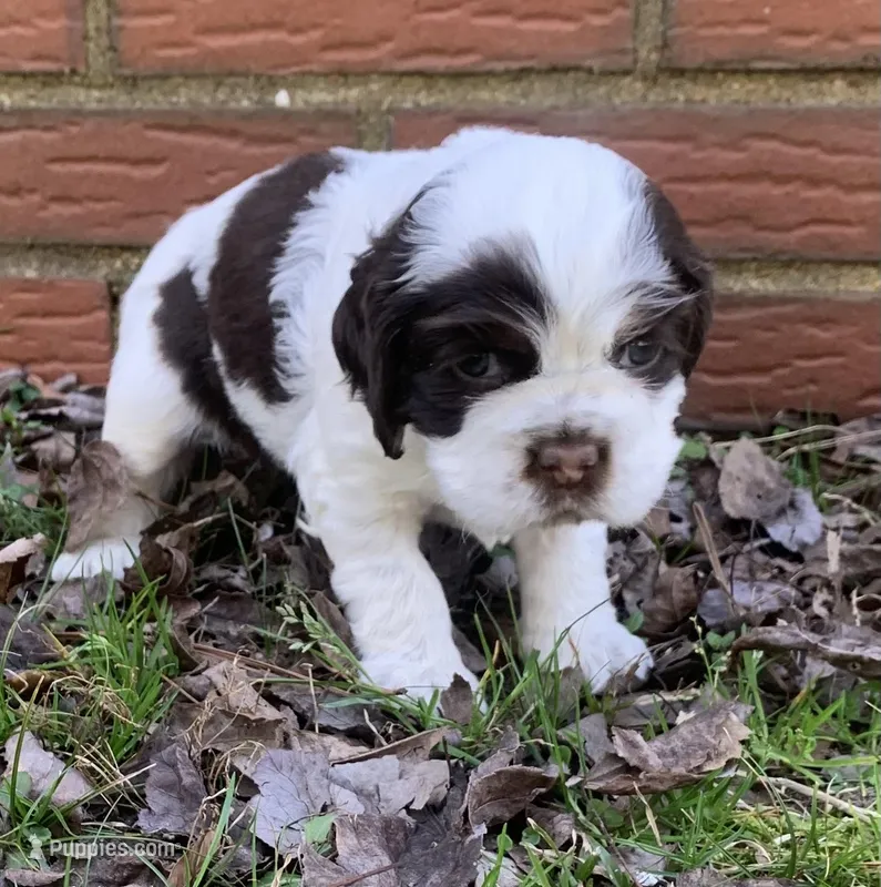 Panda  – Cocker Spaniel puppy for sale in Gadsden, AL