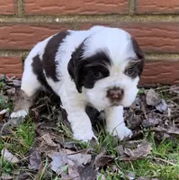 Panda , a female Cocker Spaniel for sale in Gadsden, AL – Photo 1 of 10