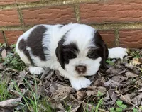 Panda , a female Cocker Spaniel for sale in Gadsden, AL – Photo 8 of 10