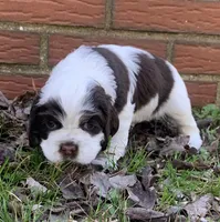 Panda , a female Cocker Spaniel for sale in Gadsden, AL – Photo 2 of 10