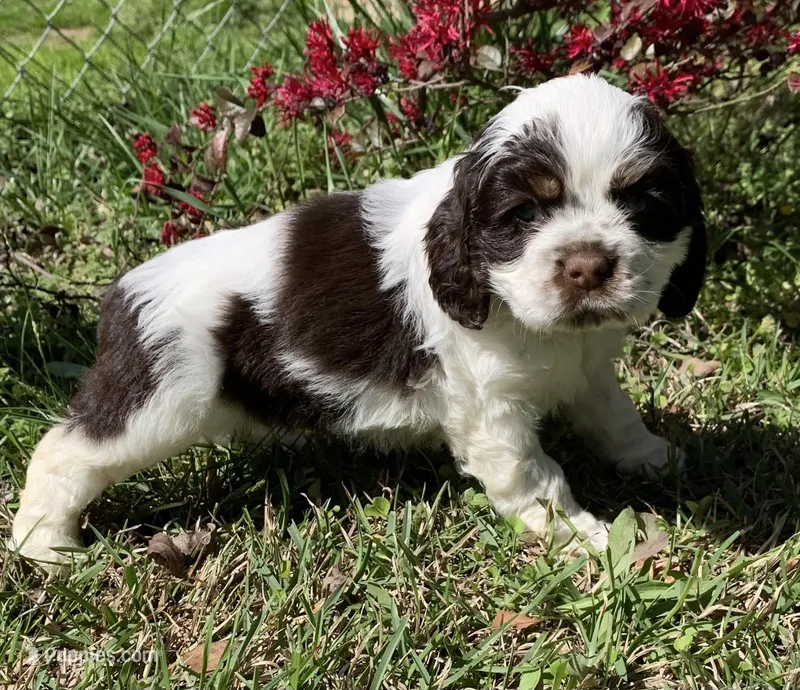Panda  – Cocker Spaniel puppy for sale in Gadsden, AL