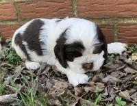 Panda , a female Cocker Spaniel for sale in Gadsden, AL – Photo 5 of 10