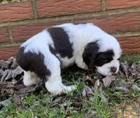 Panda , a female Cocker Spaniel for sale in Gadsden, AL – Photo 10 of 10
