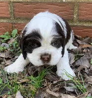 Panda , a female Cocker Spaniel for sale in Gadsden, AL – Photo 3 of 10