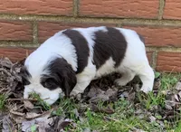 Panda , a female Cocker Spaniel for sale in Gadsden, AL – Photo 9 of 10