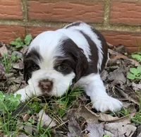 Panda , a female Cocker Spaniel for sale in Gadsden, AL – Photo 7 of 10