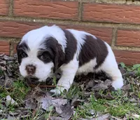 Panda , a female Cocker Spaniel for sale in Gadsden, AL – Photo 4 of 10