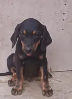 Male 3, a male Catahoula Leopard Dog and Bluetick Coonhound for sale in Gadsden, AL – 6 of 7