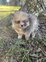 Male 3, a male Pomeranian for sale in Gadsden, AL – 2 of 10