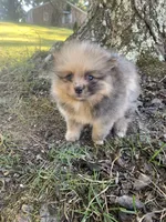 Male 3, a male Pomeranian for sale in Gadsden, AL – 5 of 10