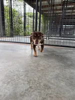 Jojo, a male Teddy Roosevelt Terrier for sale in Gadsden, AL – 7 of 10