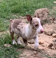 Mini Male ON HOLD, a male Rat Terrier for sale in Gadsden, AL – Photo 3 of 10