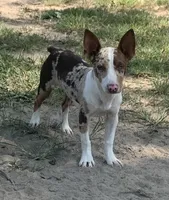 Mini Male ON HOLD, a male Rat Terrier for sale in Gadsden, AL – Photo 5 of 10