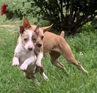 Mini Male ON HOLD, a male Rat Terrier for sale in Gadsden, AL – Photo 8 of 10