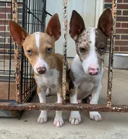 Mini Male ON HOLD, a male Rat Terrier for sale in Gadsden, AL – Photo 9 of 10