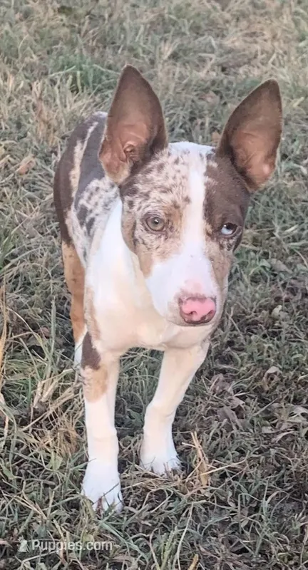 Mini Male ON HOLD, a male Rat Terrier for sale in Gadsden, AL – Photo 1 of 10