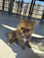 Male 1 , a male Pomeranian for sale in Gadsden, AL – 5 of 8
