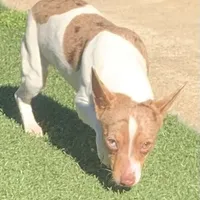 Chocolate Merle mini, a female Teddy Roosevelt Terrier for sale in Gadsden, AL – Photo 8 of 10