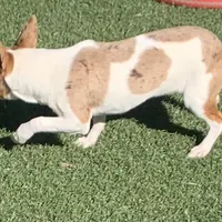 Chocolate Merle mini, a female Teddy Roosevelt Terrier for sale in Gadsden, AL – Photo 7 of 10