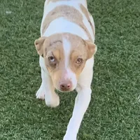 Chocolate Merle mini, a female Teddy Roosevelt Terrier for sale in Gadsden, AL – Photo 10 of 10