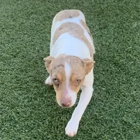 Chocolate Merle mini, a female Teddy Roosevelt Terrier for sale in Gadsden, AL – Photo 4 of 10