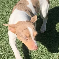 Chocolate Merle mini, a female Teddy Roosevelt Terrier for sale in Gadsden, AL – Photo 5 of 10