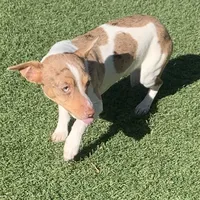 Chocolate Merle mini, a female Teddy Roosevelt Terrier for sale in Gadsden, AL – Photo 2 of 10