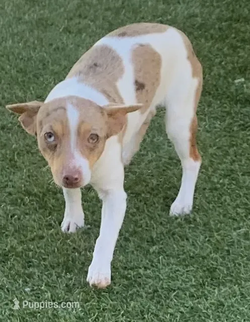 Chocolate Merle mini