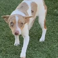 Chocolate Merle mini, a female Teddy Roosevelt Terrier for sale in Gadsden, AL – Photo 1 of 10