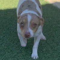 Chocolate Merle mini, a female Teddy Roosevelt Terrier for sale in Gadsden, AL – Photo 6 of 10