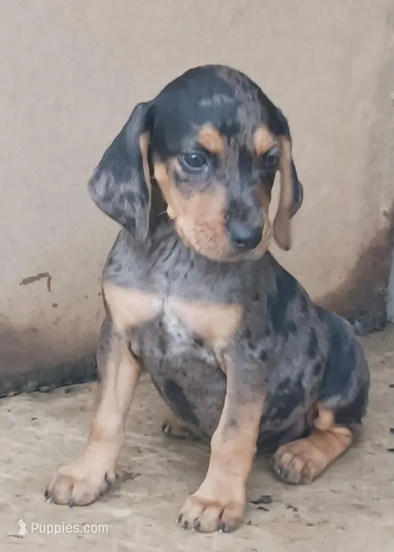 Female 1  – Catahoula Leopard Dog, Bluetick Coonhound puppy for sale in Gadsden, AL