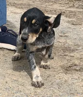 Millie , a female Bluetick Coonhound for sale in Gadsden, AL – Photo 6 of 9
