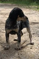 Millie , a female Bluetick Coonhound for sale in Gadsden, AL – Photo 9 of 9