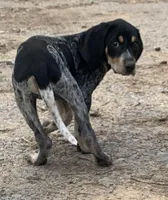 Millie , a female Bluetick Coonhound for sale in Gadsden, AL – Photo 4 of 9
