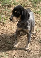 Millie , a female Bluetick Coonhound for sale in Gadsden, AL – Photo 3 of 9