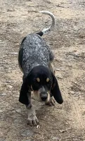 Millie , a female Bluetick Coonhound for sale in Gadsden, AL – Photo 7 of 9
