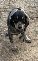 Millie , a female Bluetick Coonhound for sale in Gadsden, AL – Photo 2 of 9