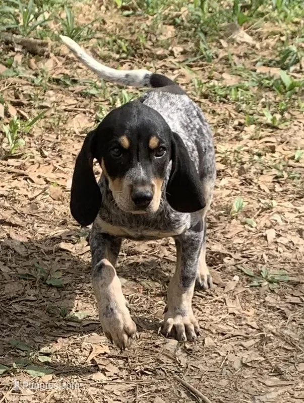 Millie  – Bluetick Coonhound puppy for sale in Gadsden, AL