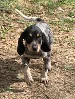 Millie , a female Bluetick Coonhound for sale in Gadsden, AL – Photo 1 of 9