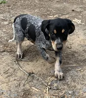 Millie , a female Bluetick Coonhound for sale in Gadsden, AL – Photo 8 of 9
