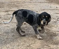 Millie , a female Bluetick Coonhound for sale in Gadsden, AL – Photo 5 of 9