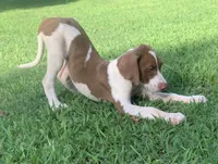 Boy 2, a male Catahoula Leopard Dog for sale in Gadsden, AL – 4 of 8