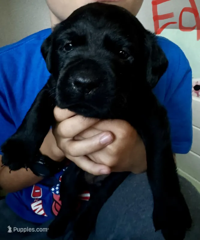 Ed – Labrador Retriever puppy for sale in Markesan, WI