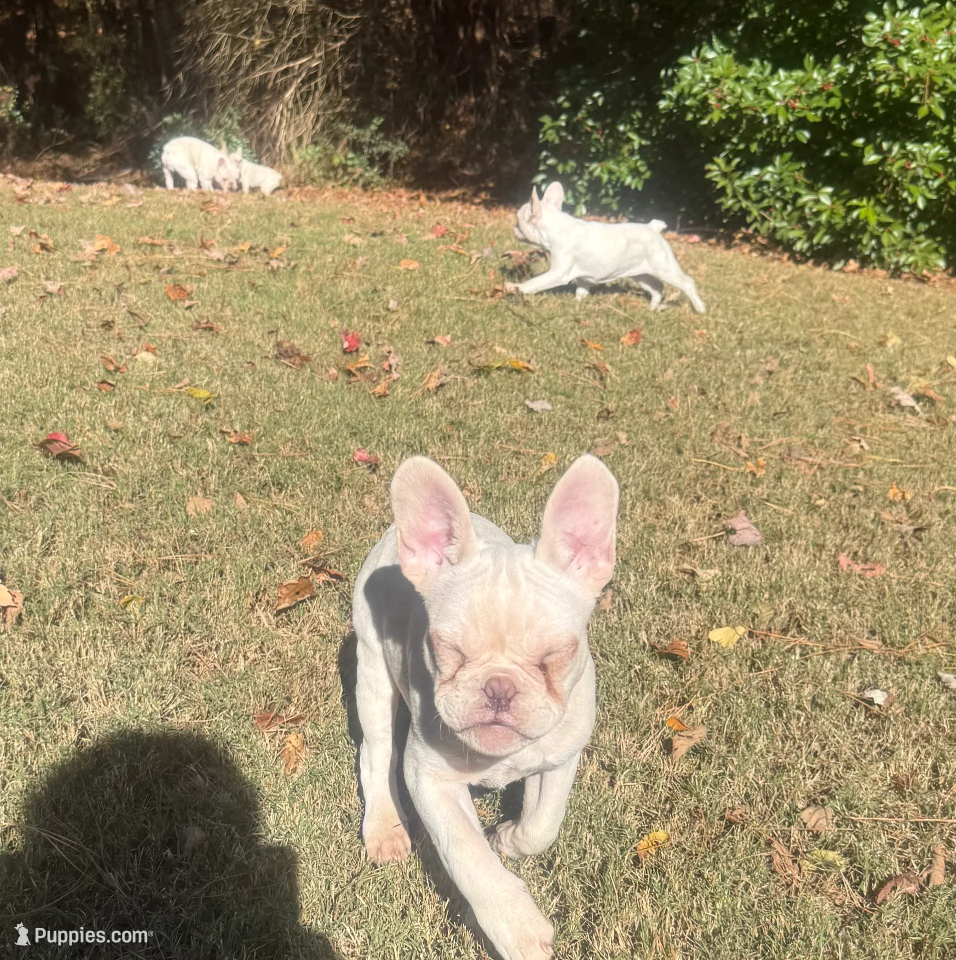 Green, a male French Bulldog for sale in Atlanta, GA – Photo 5 of 6