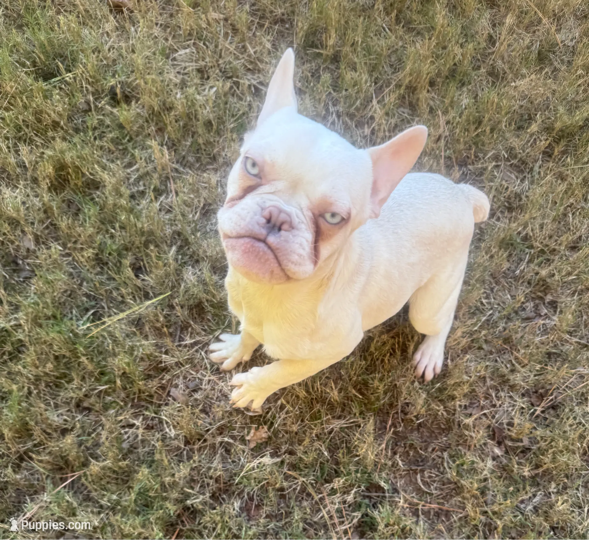 Green, a male French Bulldog for sale in Atlanta, GA – Photo 6 of 6