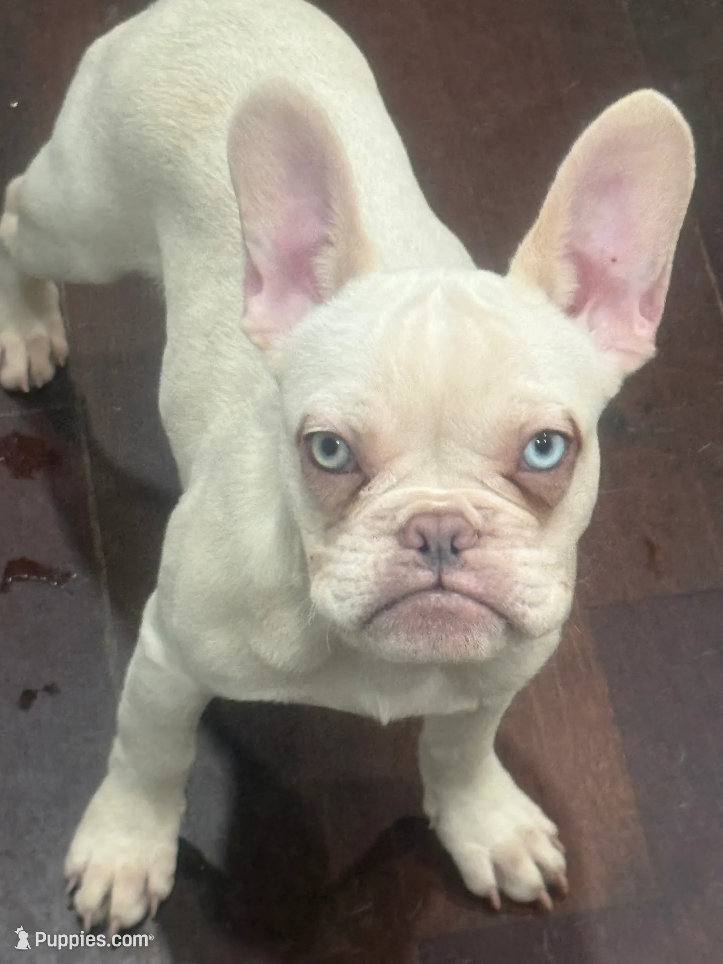 Green, a male French Bulldog for sale in Atlanta, GA – Photo 2 of 6